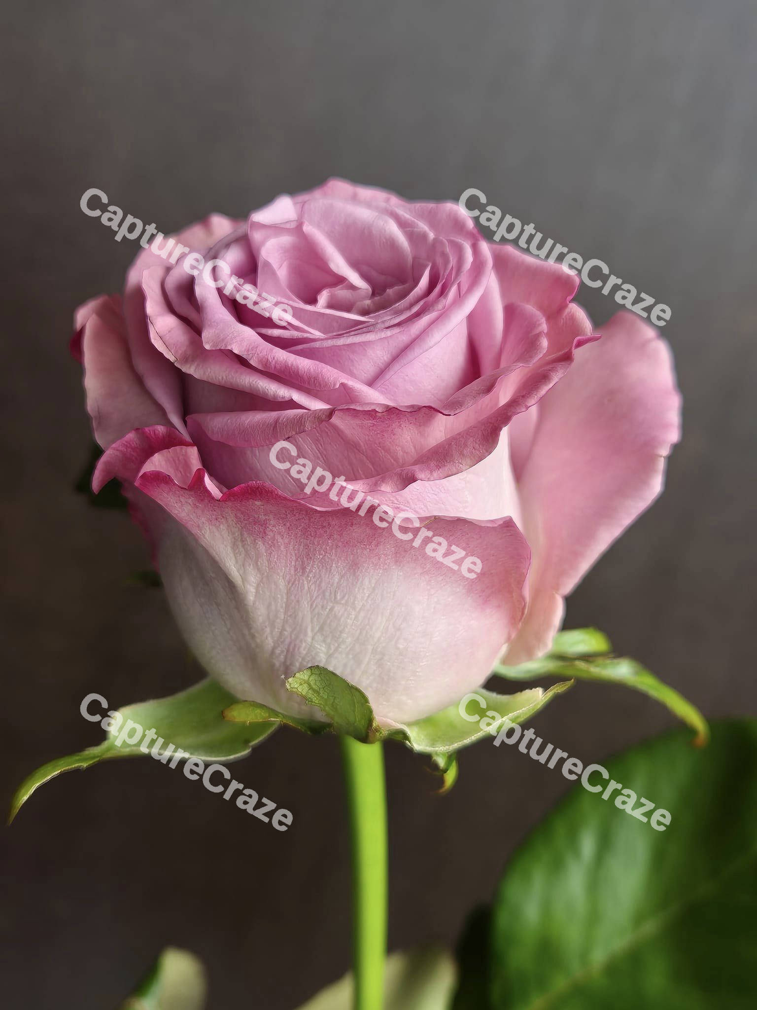 Garden Rose